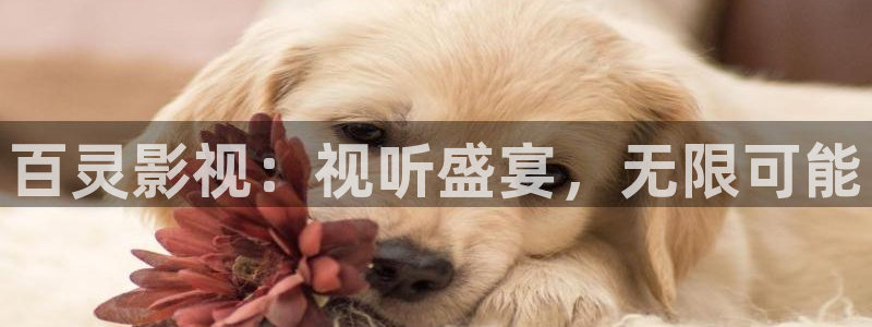 红叶影视完整版：百灵影视：视听盛宴，无限可能